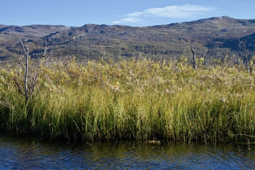 Våtmark i Stordalen Mire nära Abisko. Foto: Brett Thornton 