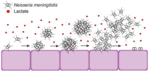 Neisseria meningitidis bildar kolonier i svalget och kan släppa taget och sprida sig i kroppen.