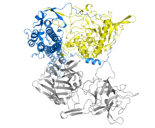 For the first time, the way the poison Tetanus toxin is constructed has been revealed. Photo: Geoffrey Masuyer och Pål Stenmark