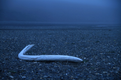 Mammoth tusk on Wrangel Island. Photo: Love Dalén