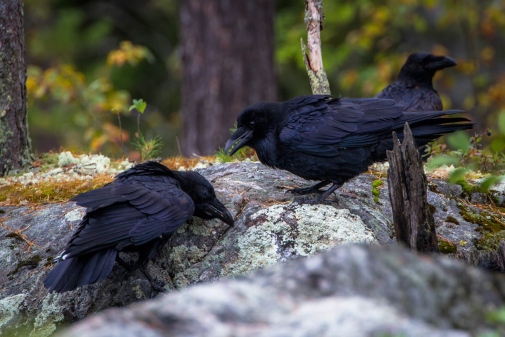 Ravens retrieving cached food in a boreal forests.