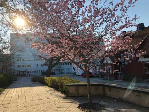Blommande körsbärsträd på Frescati, foto: Stockholms universitet