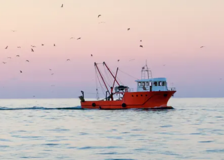 Article about overfishing in The Conversation. Photo: Artem Mishukov/Shutterstock