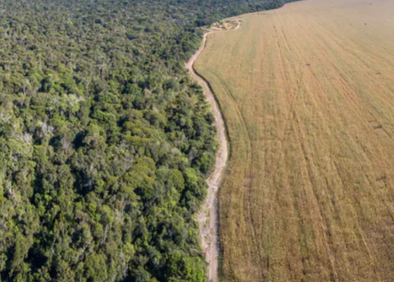 The Amazon rainforest meets soybean fields in Mato Grosso, Brazil. Photo: Paralaxis/Shutterstock