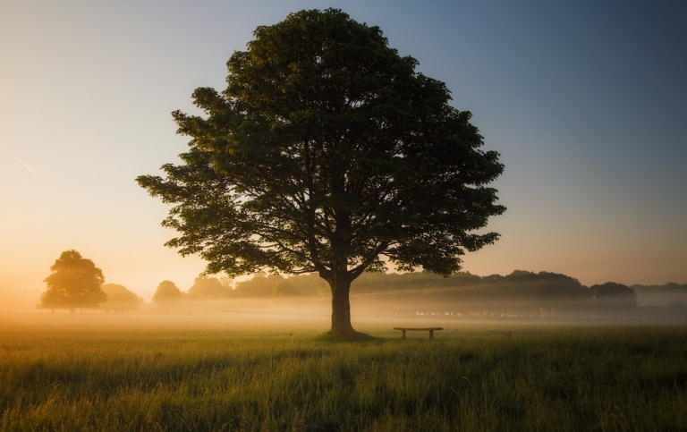 Tree in the middle of a meadow. Photo: Simon Wilkes/Unsplashh