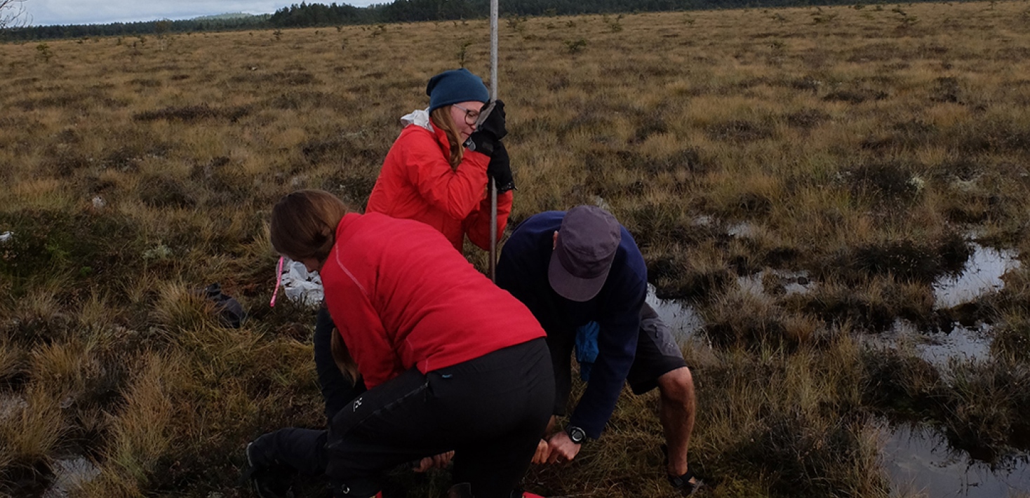 3 scientists extracting a sediment core from bog landscape