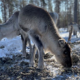Reindeer calves on winter pasture. Photo Calle Österlin.