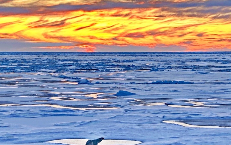 Polar bear on ice with frozen melt ponds and sunset. Photo: Sonja Murto