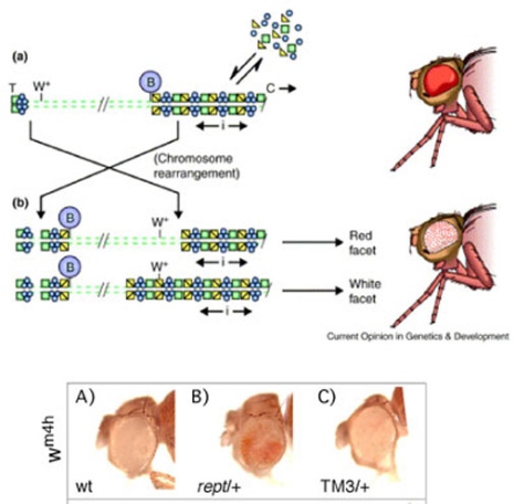 Epigenetics