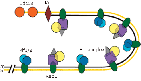 The telomere cap in yeast