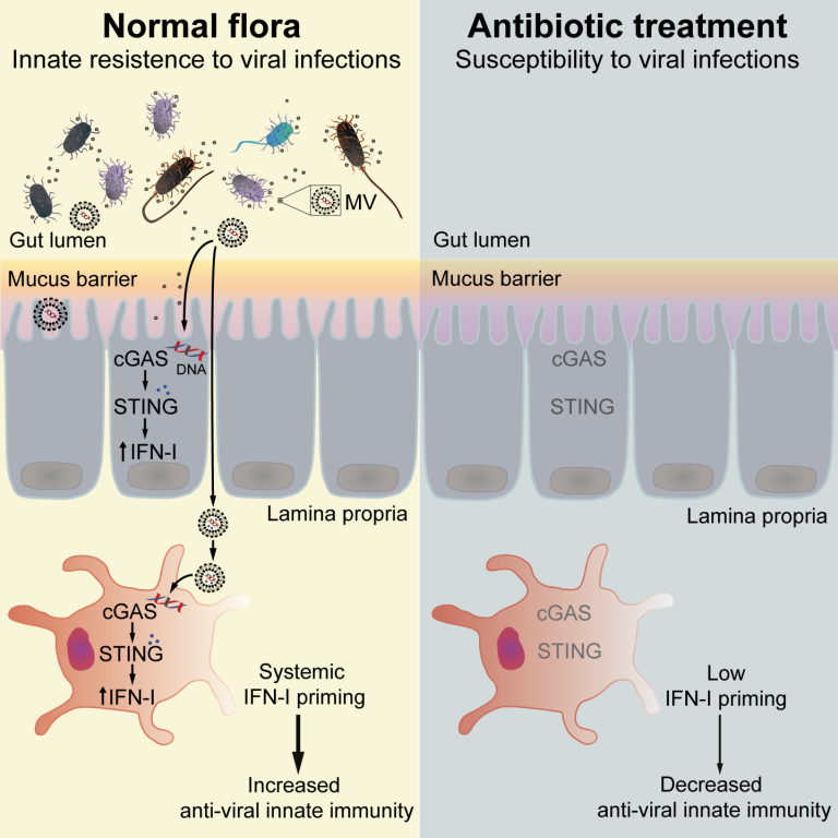 How commensal bacteria prime antiviral immunity