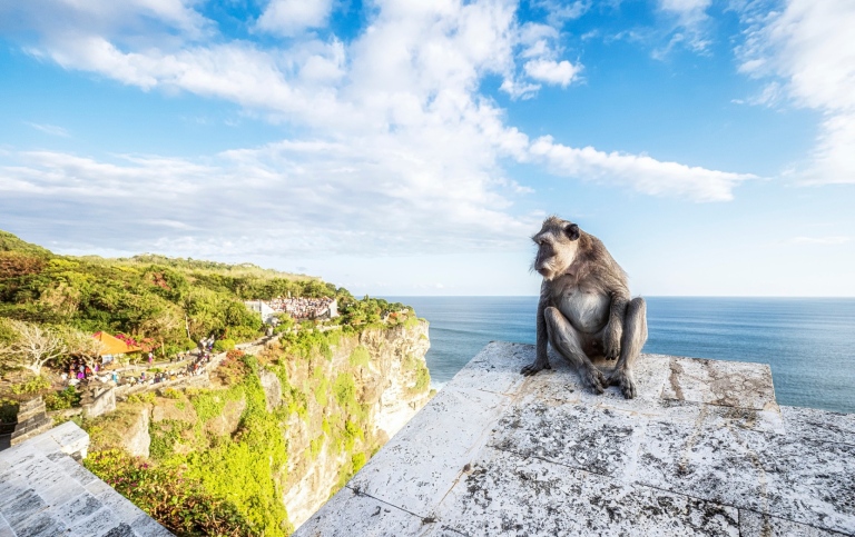 Apa som sitter på en mur vid havet och tittar mot en by