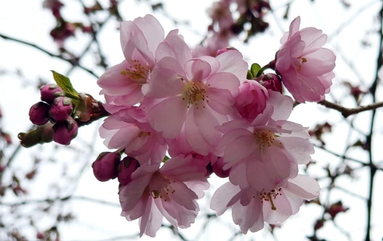 Cherry blossom. Photo: Pia Nordin