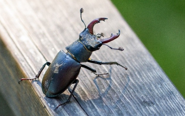 A Stag beetle on a wooden beam.