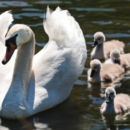A swan family swimming