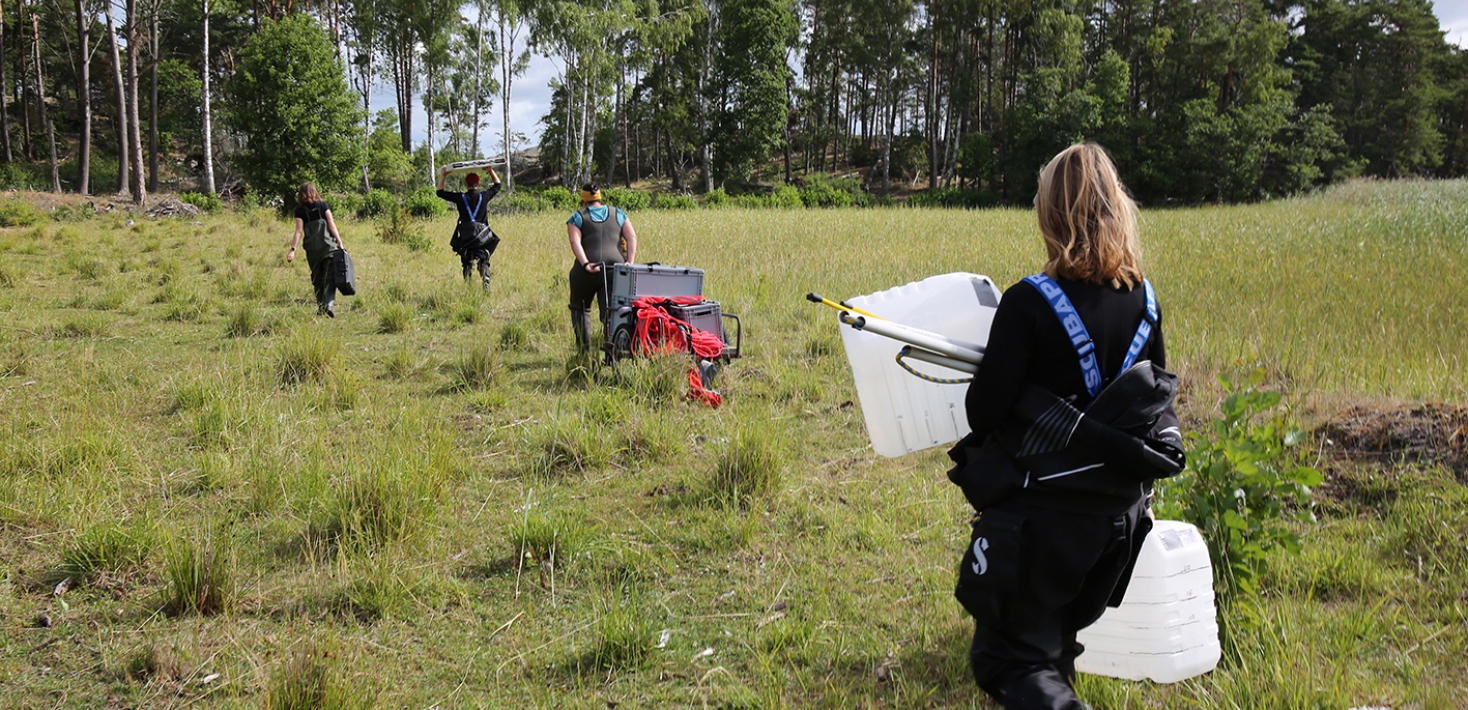 The sea and sediment team carries equipment to the shoreline meadow of Hästdammsviken at Askö.