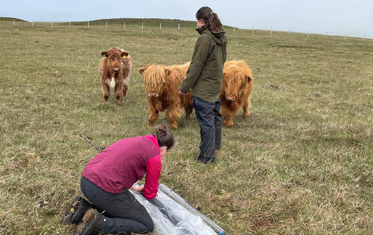 Curious highland cattle visiting the researchers working at the peat bog