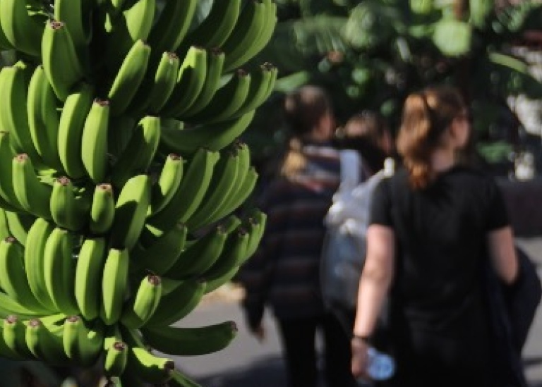 En bild på en bananväxt i förgrunden och ryggen av en tjej som går med en vattenflaska.