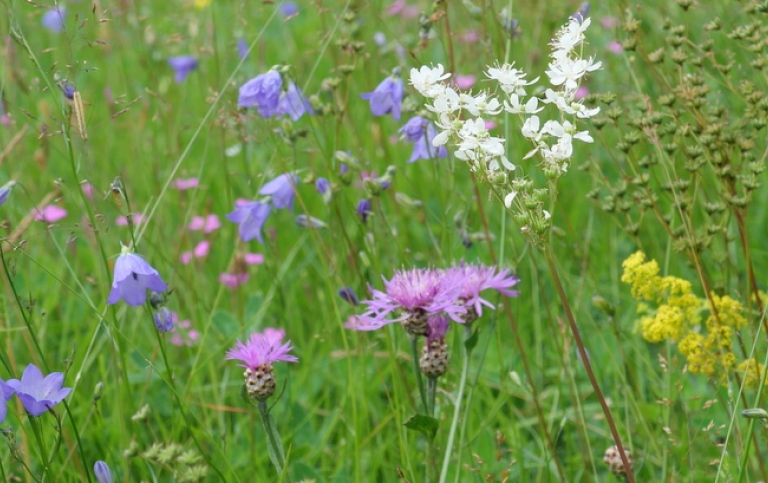 Grassland