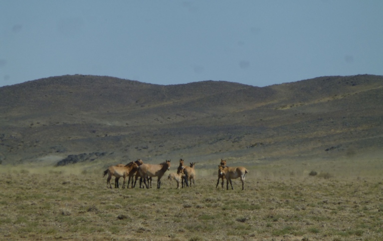 Przewalski horses in the Great Gobi B, Mongolia