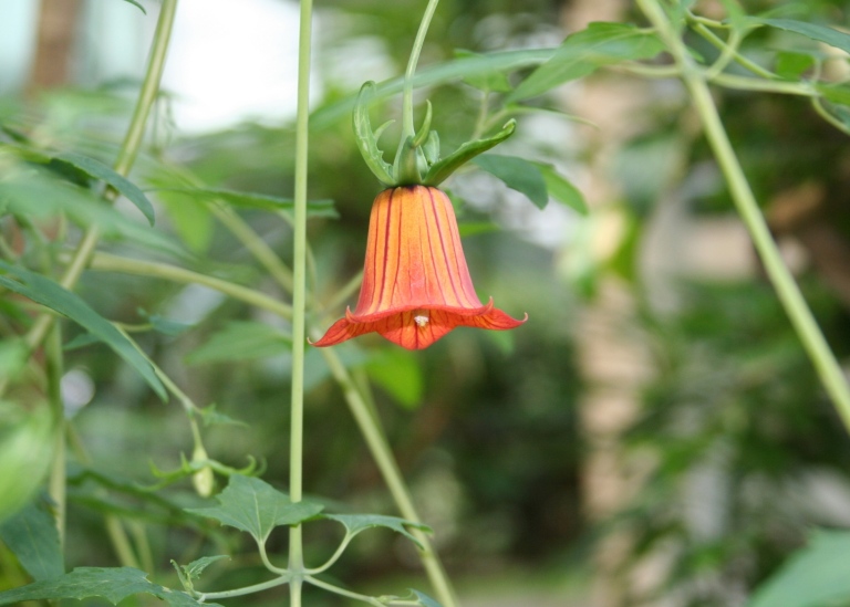 Blomman hos kanarieklocka Canarina canariensis