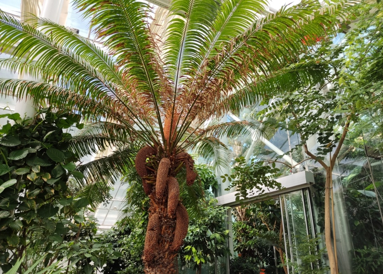 Kottepalm från Edvard Andersons växthus