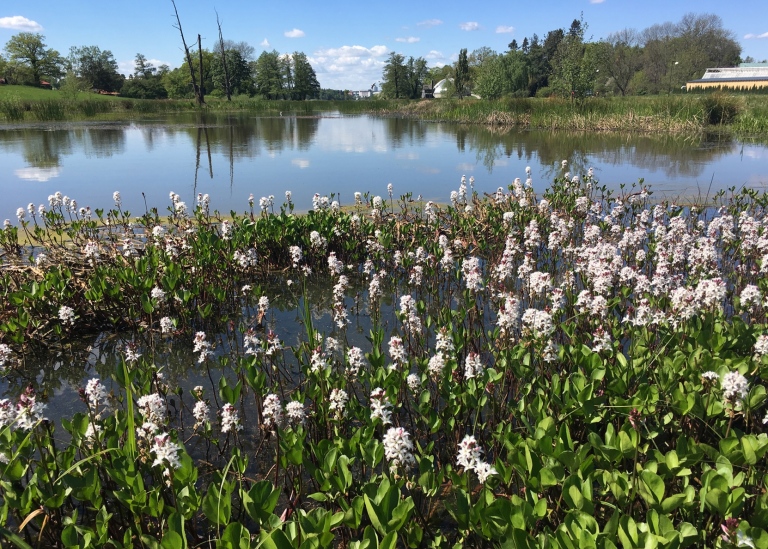 Wetland