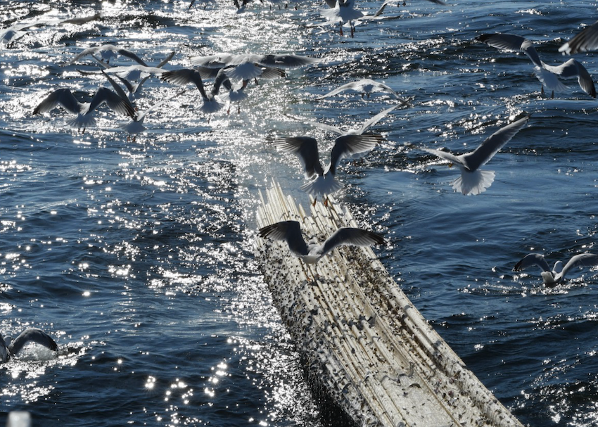 Strömmingsfiske med trål utanför Gotland. Foto: Ellen Bruno