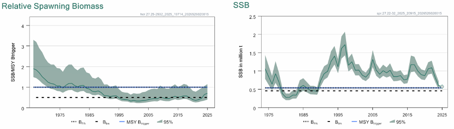 Lekbiomassor för sillen i centrala Östersjön (t v) och skarpsillen (t h). Källa: ICES, 2025.