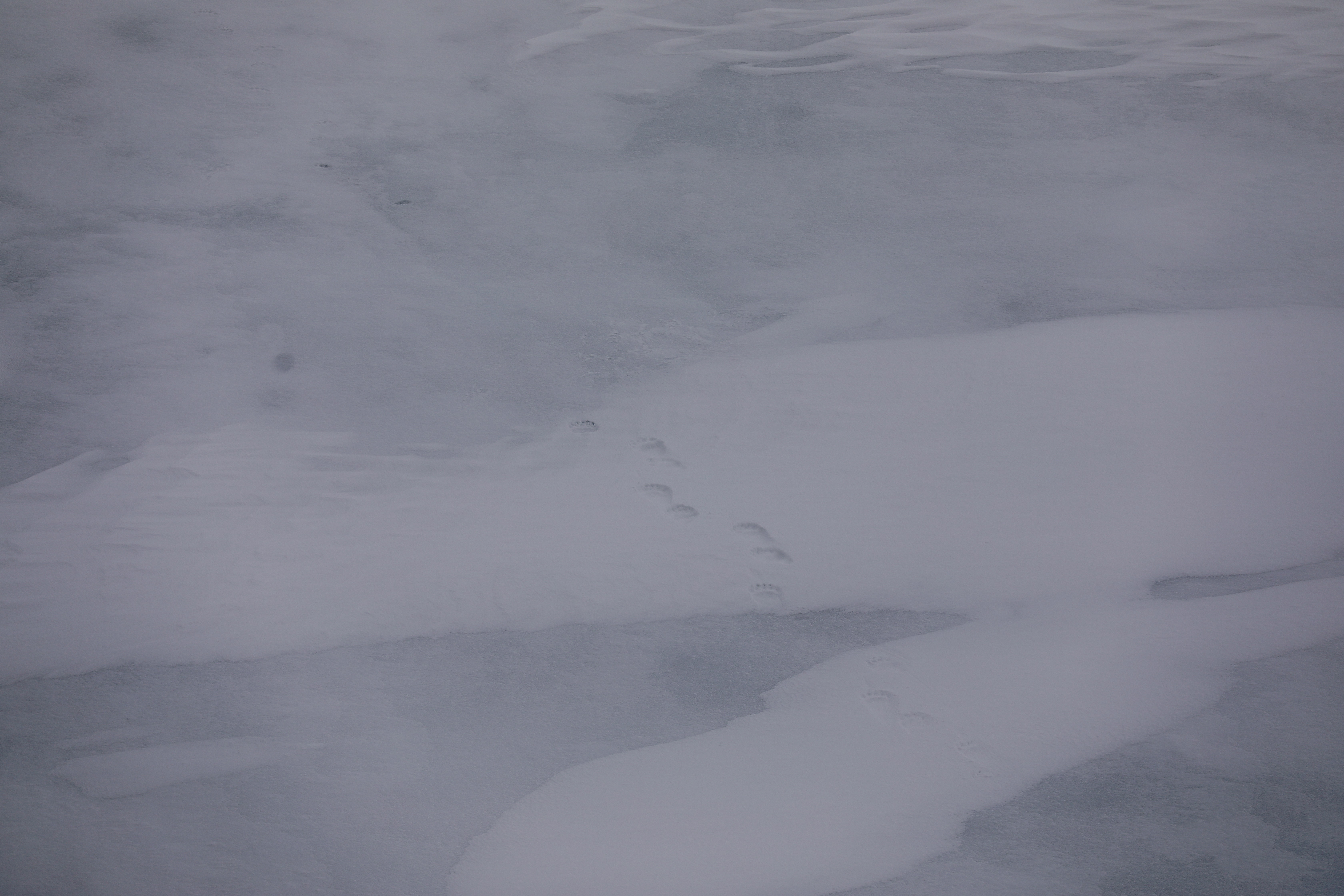 Caption: Polar bear tracks.