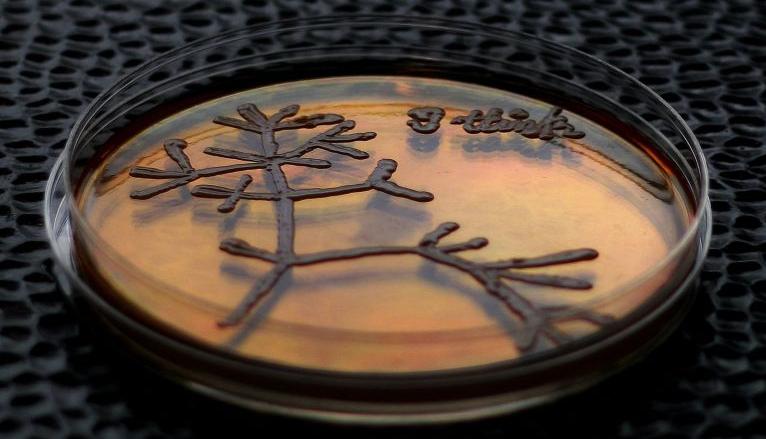 A petri dish with a culture of microorganisms