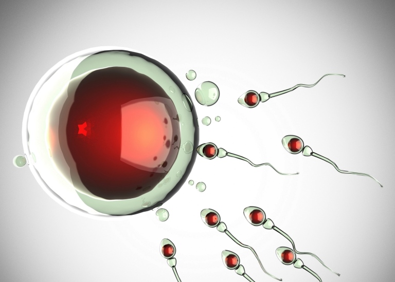 Sperm cell