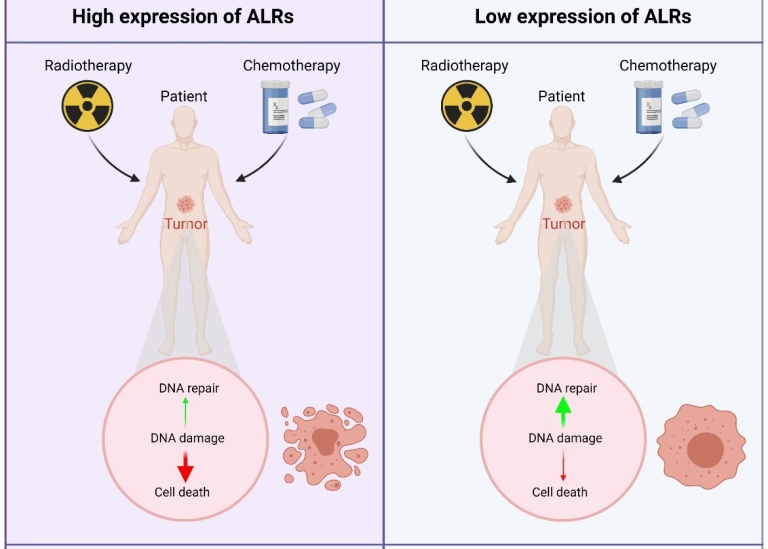 The DNA sensors ALRs regulate genome repair and are targets for improve ...