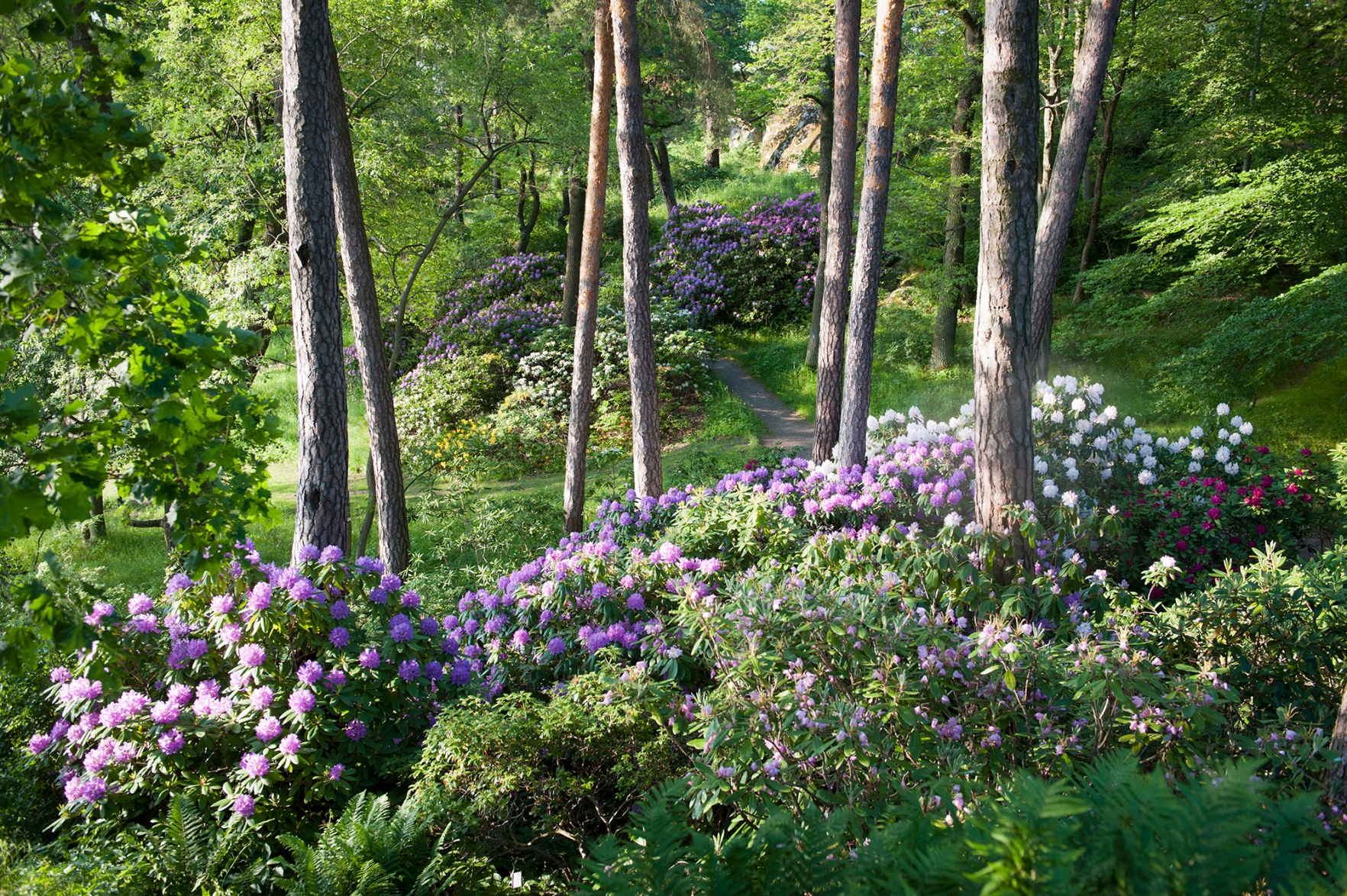 Rododendrondalen i blom
