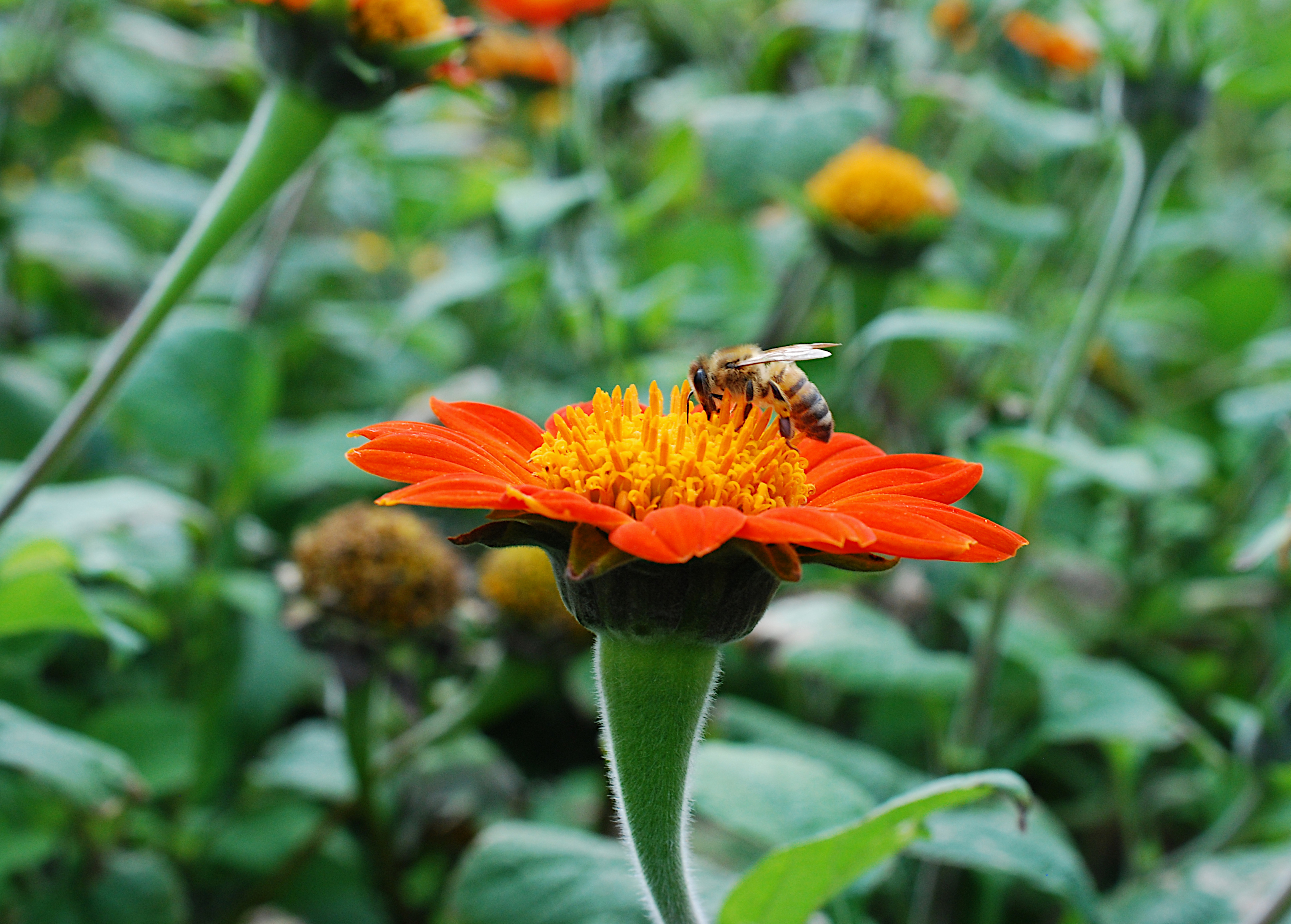 Inkakrage Tithonia rotundifolia besöks av bi