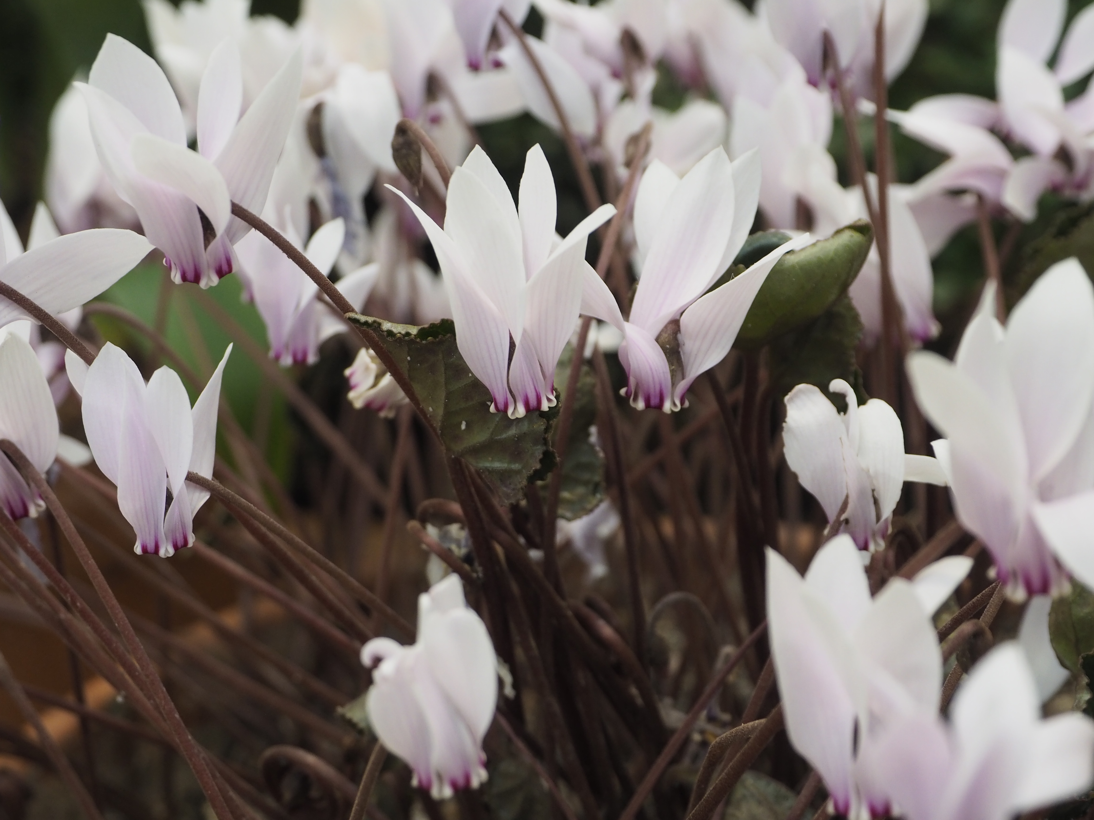 Höstblommande Cyclamen afrikanum