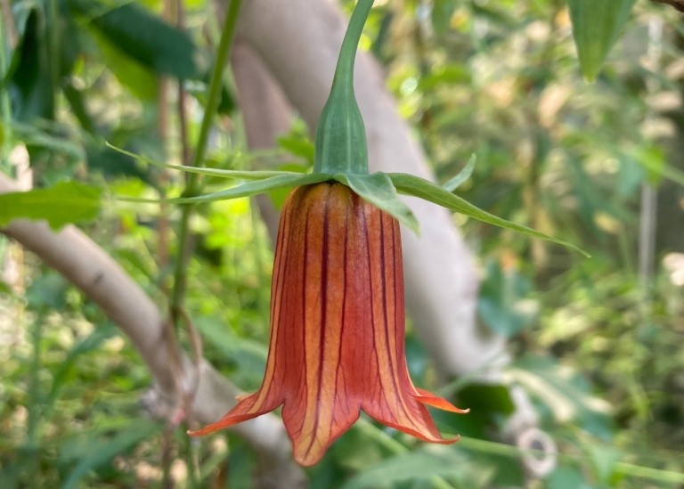 Kanarieklocka, Canarina canariensis