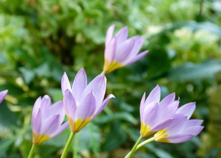 Kretatulpan, Tulipa saxatilis