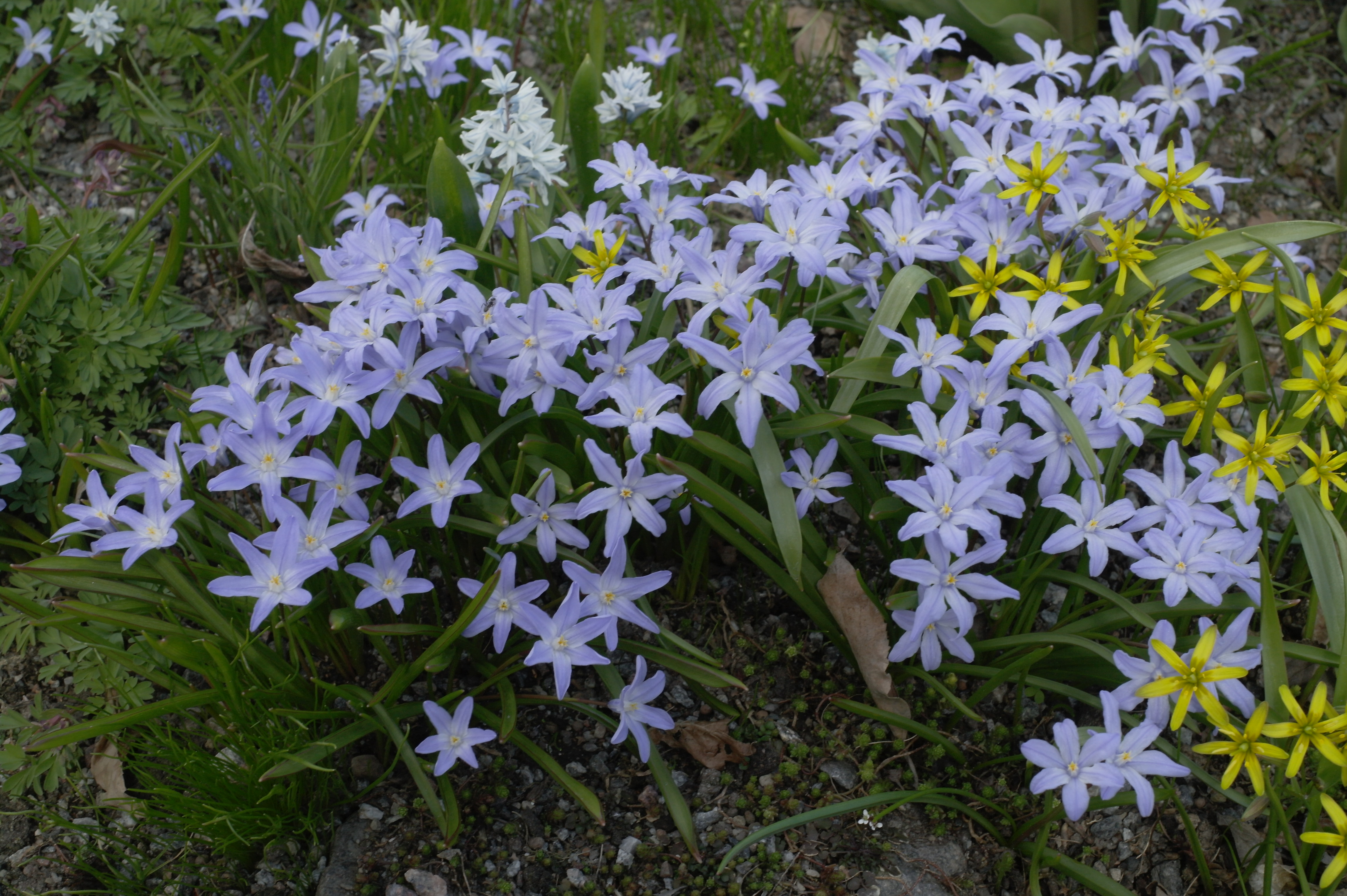 Vårblommor i Bergianska