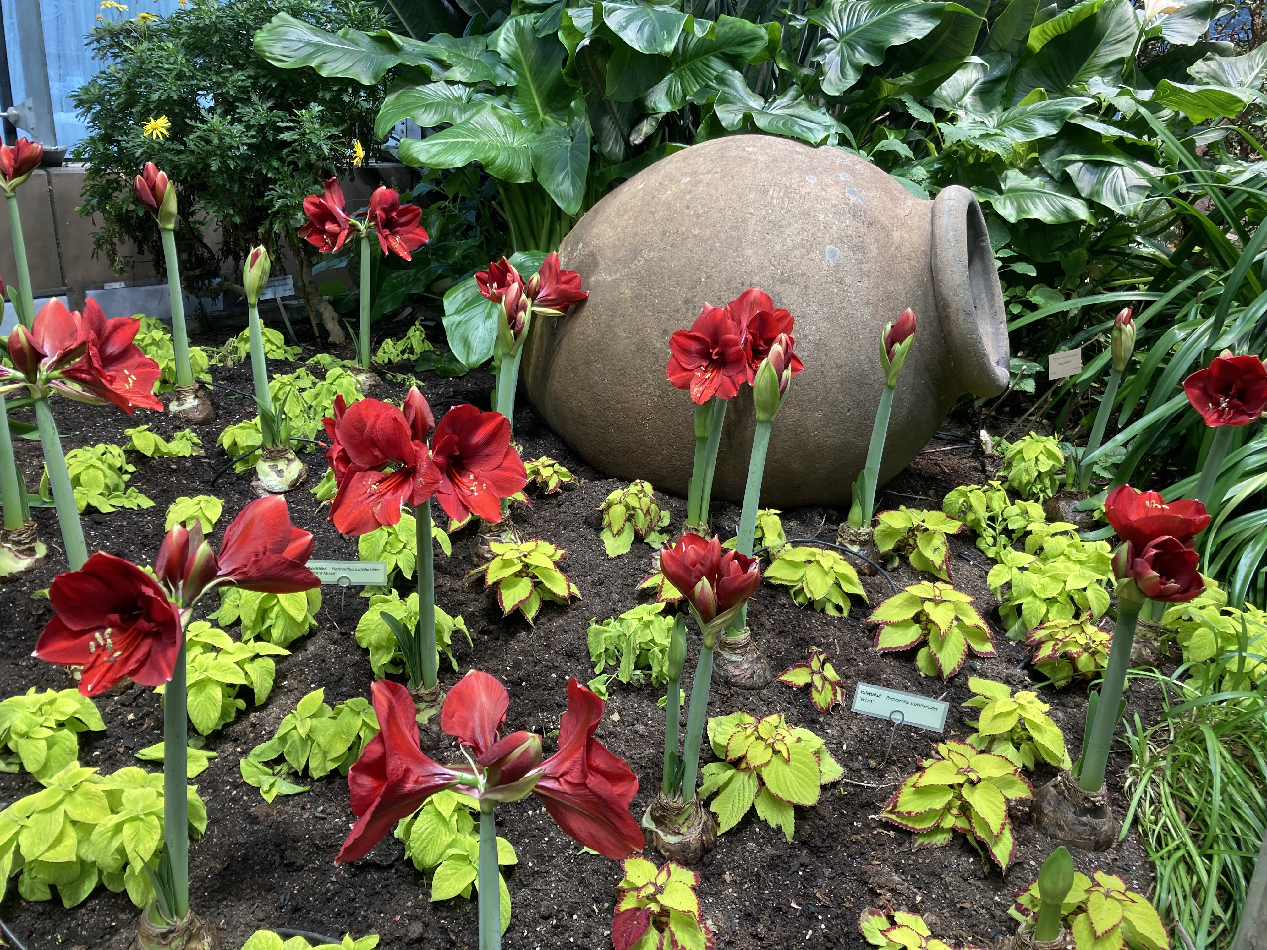 Amaryllis i växthuset