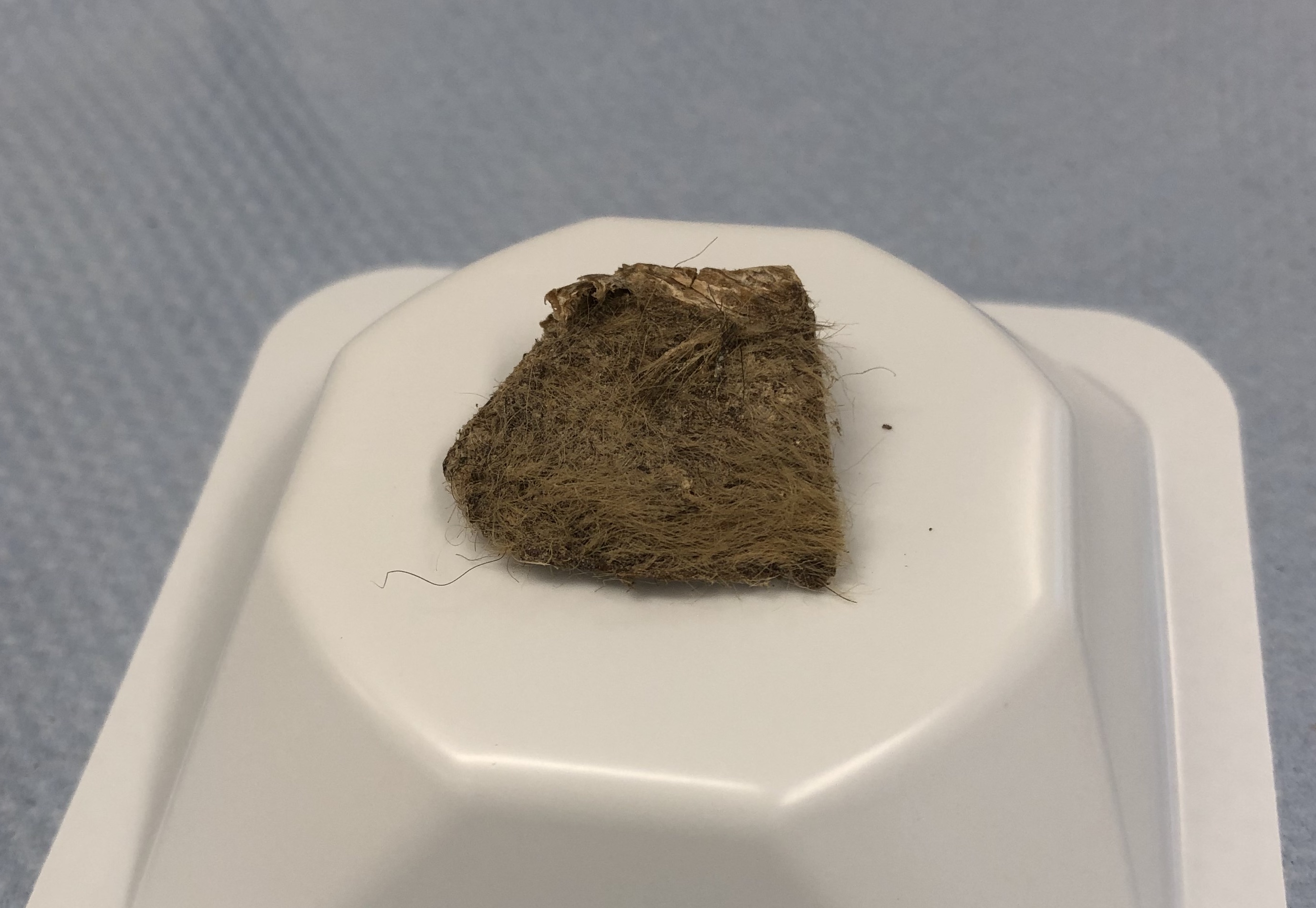 Hårig skinnbit på plastlock