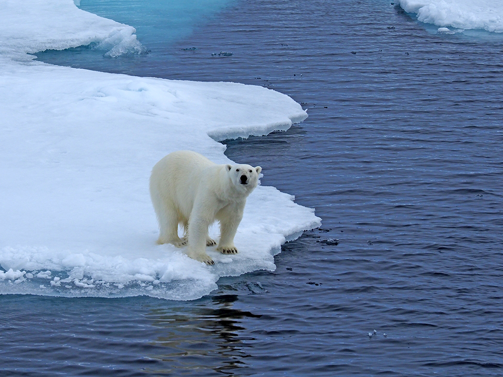 Polar bear on the ice