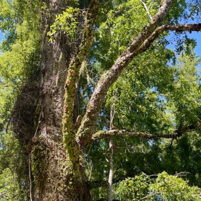 Trees in Patagonia where the yeast is found.