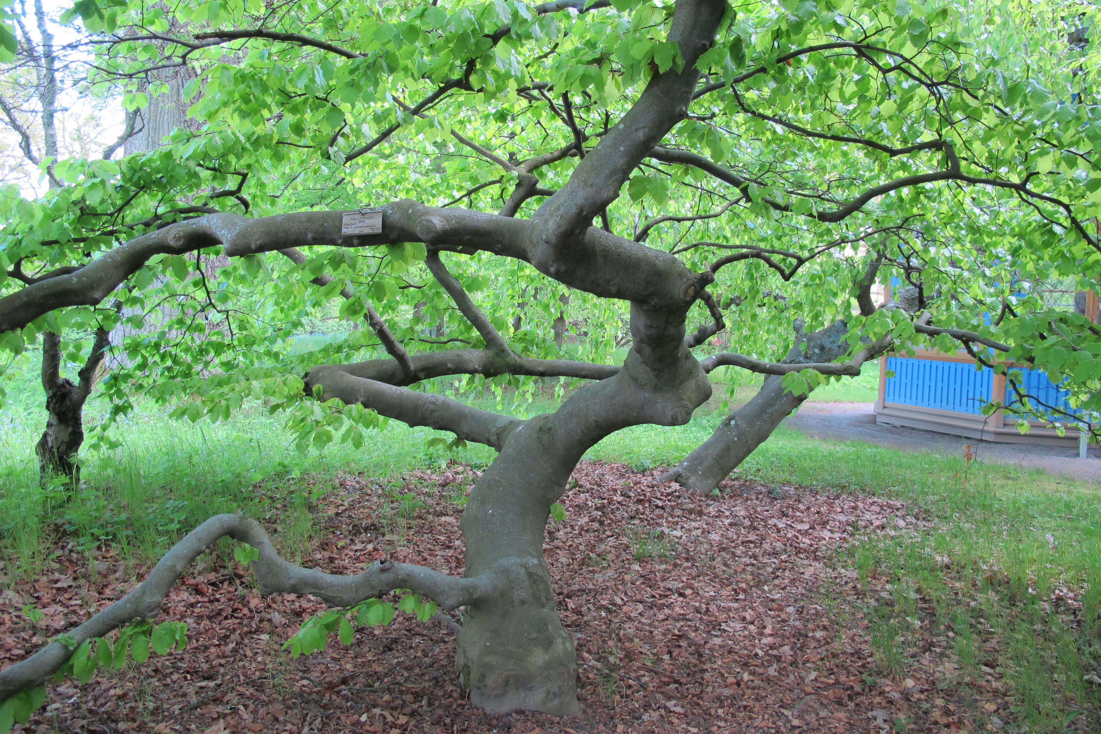 Gammal bok från parken