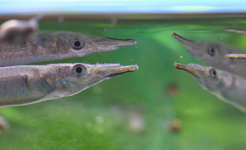 The halfbeak fish at the water's surface with its long lower jaw ready to catch insects.
