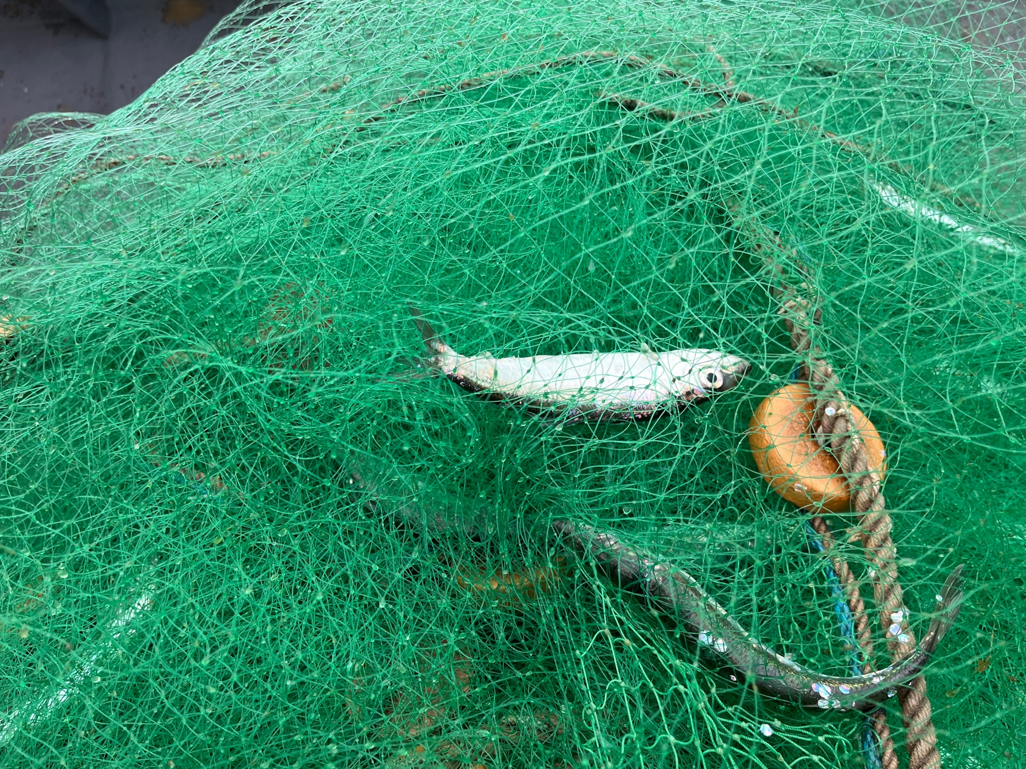 Sill i nät, kustfiske i Norrsundet