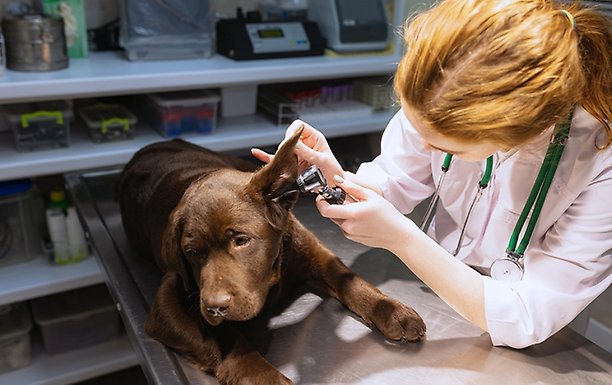 Veterinär undersöker hunds öron