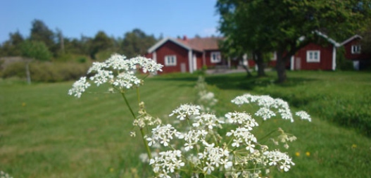 Askö på sommaren 