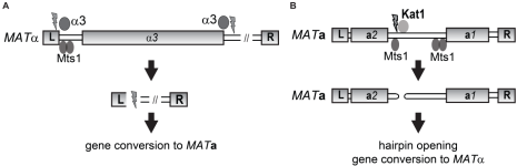 Model for mating-type switch in K. lactis