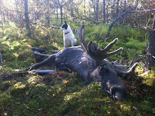 Dead elk